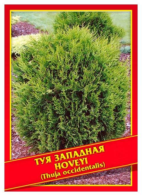 Купить Семена Туи Западной