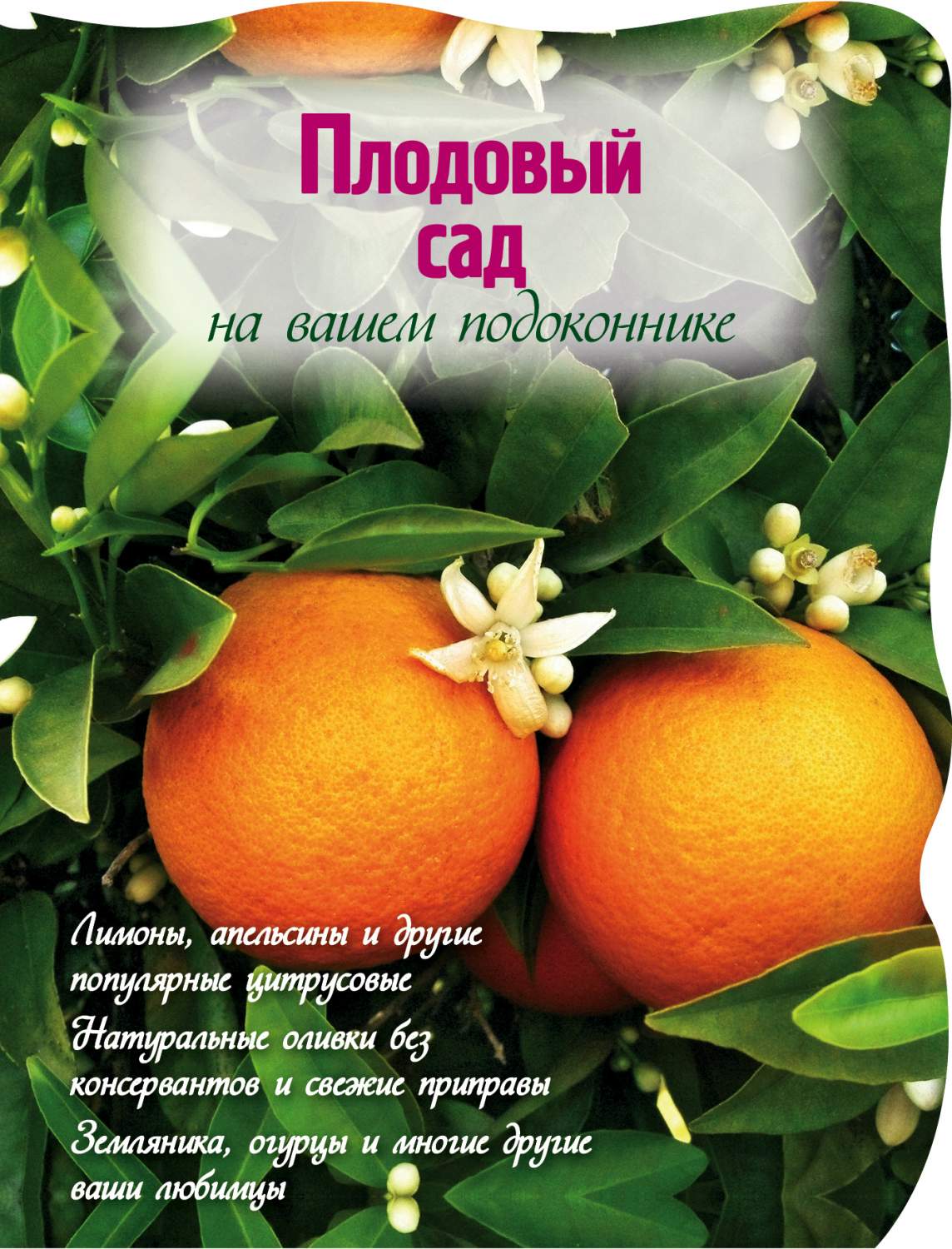 Плодовый Сад на Вашем подоконнике – купить в Москве, цены в  интернет-магазинах на Мегамаркет