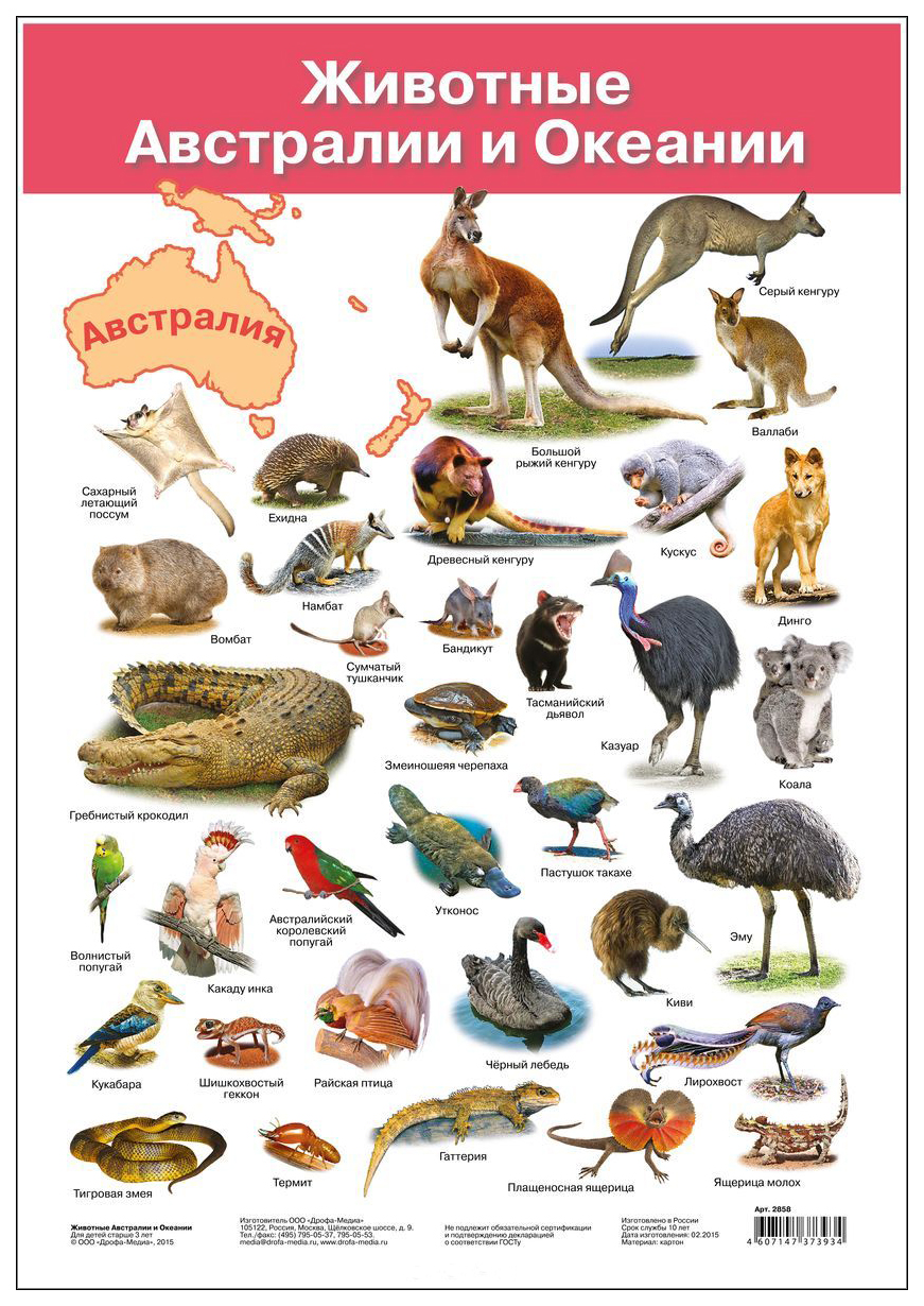 Животные обитающие в Австралии