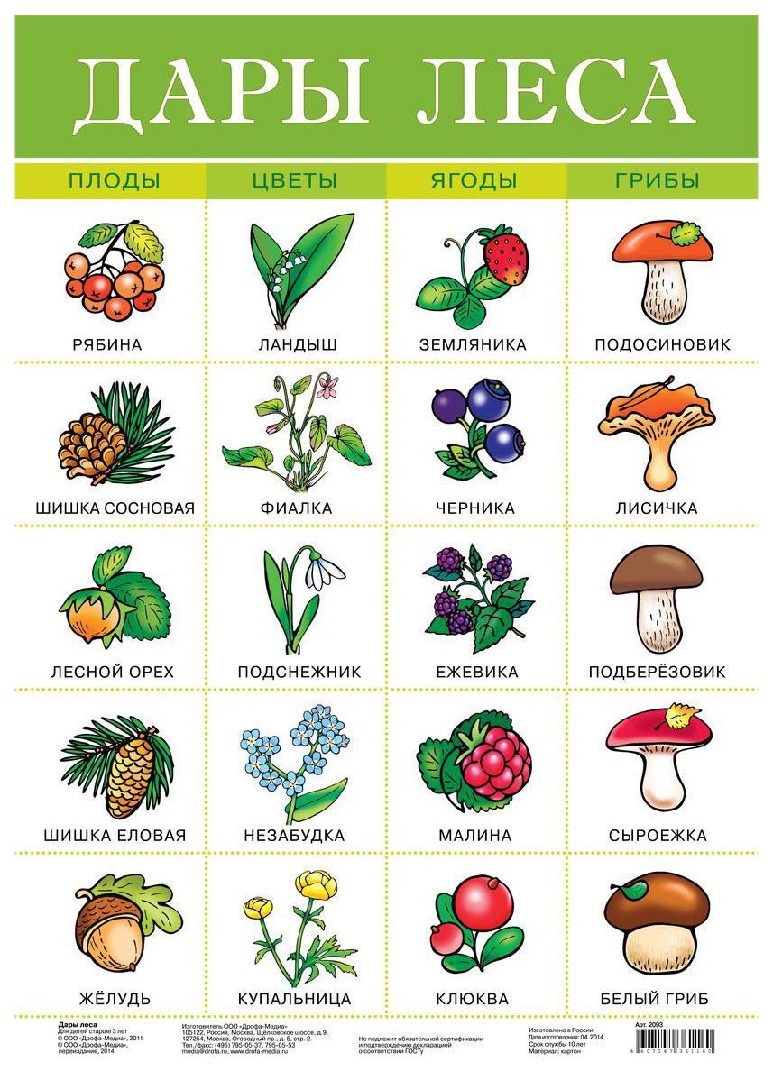 Обучающий плакат Дрофа-Медиа Дары леса – купить в Москве, цены в  интернет-магазинах на Мегамаркет
