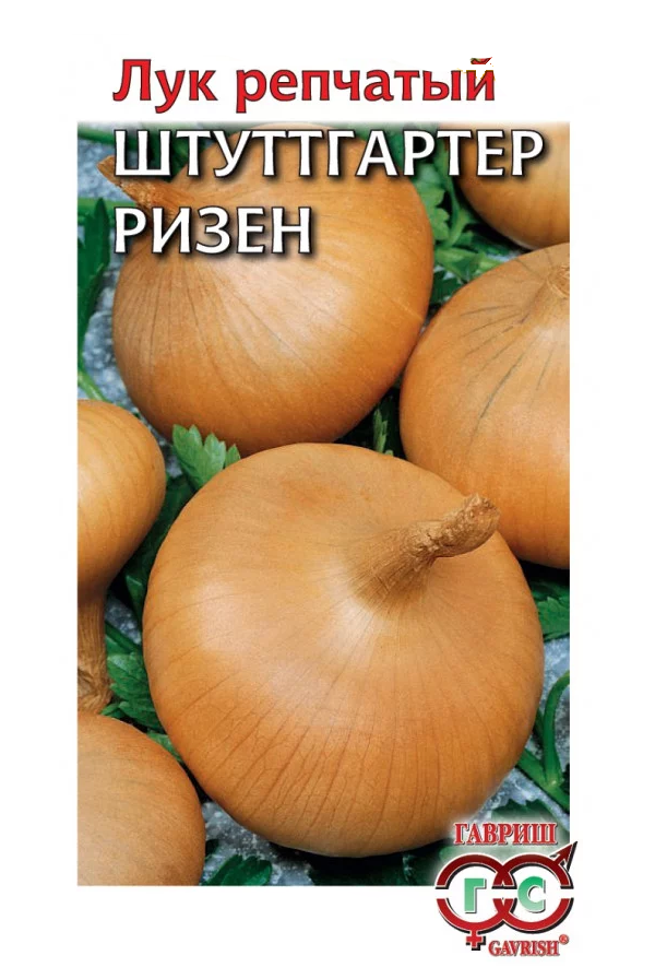 Лук репчатый штуттгартер ризен семенами