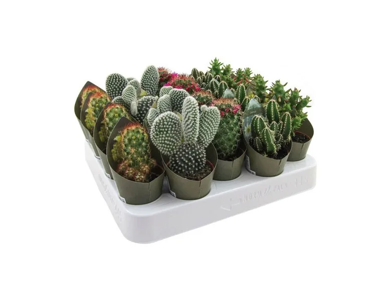 Кактусы Купить Интернет Магазин Недорого