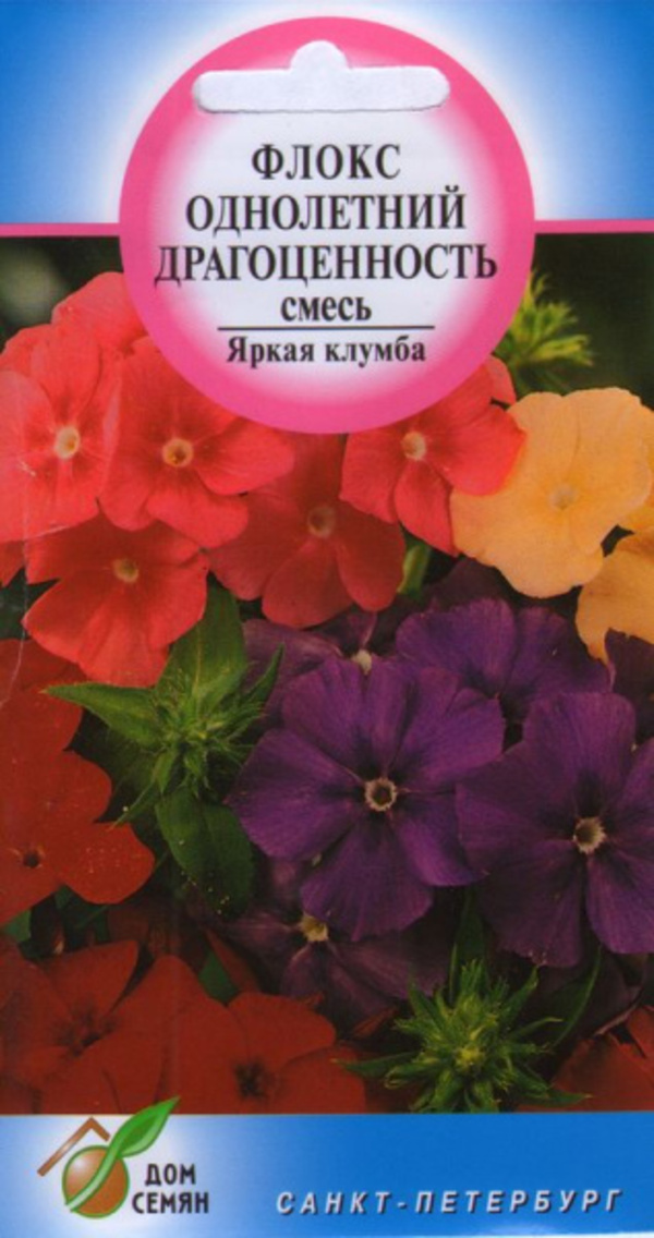 Флоксы Однолетние Купить Семена