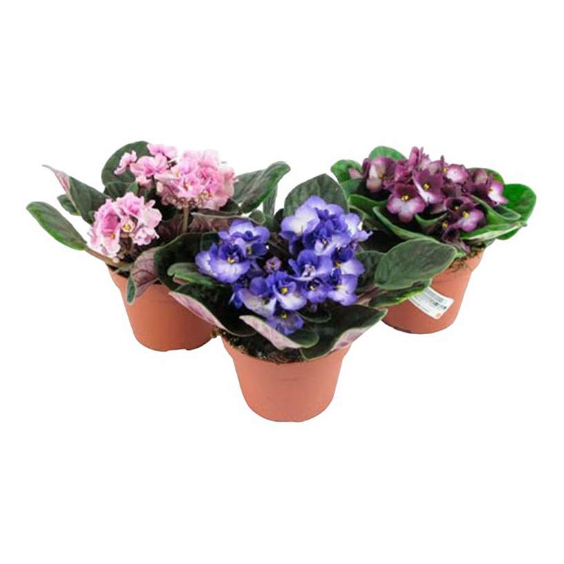 Фиалка микс мо липс. Семена комнатной фиалки сенполии. Фиалка узамбарская микс. Фиалка узамбарская микс. Сенполия тренди микс.