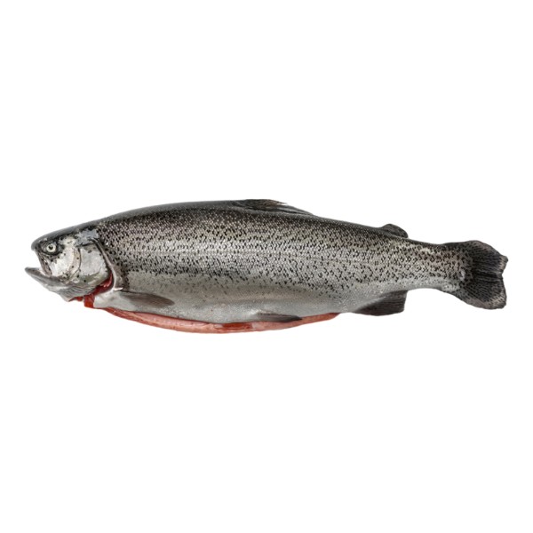 Trout 3 pro bg hotsell