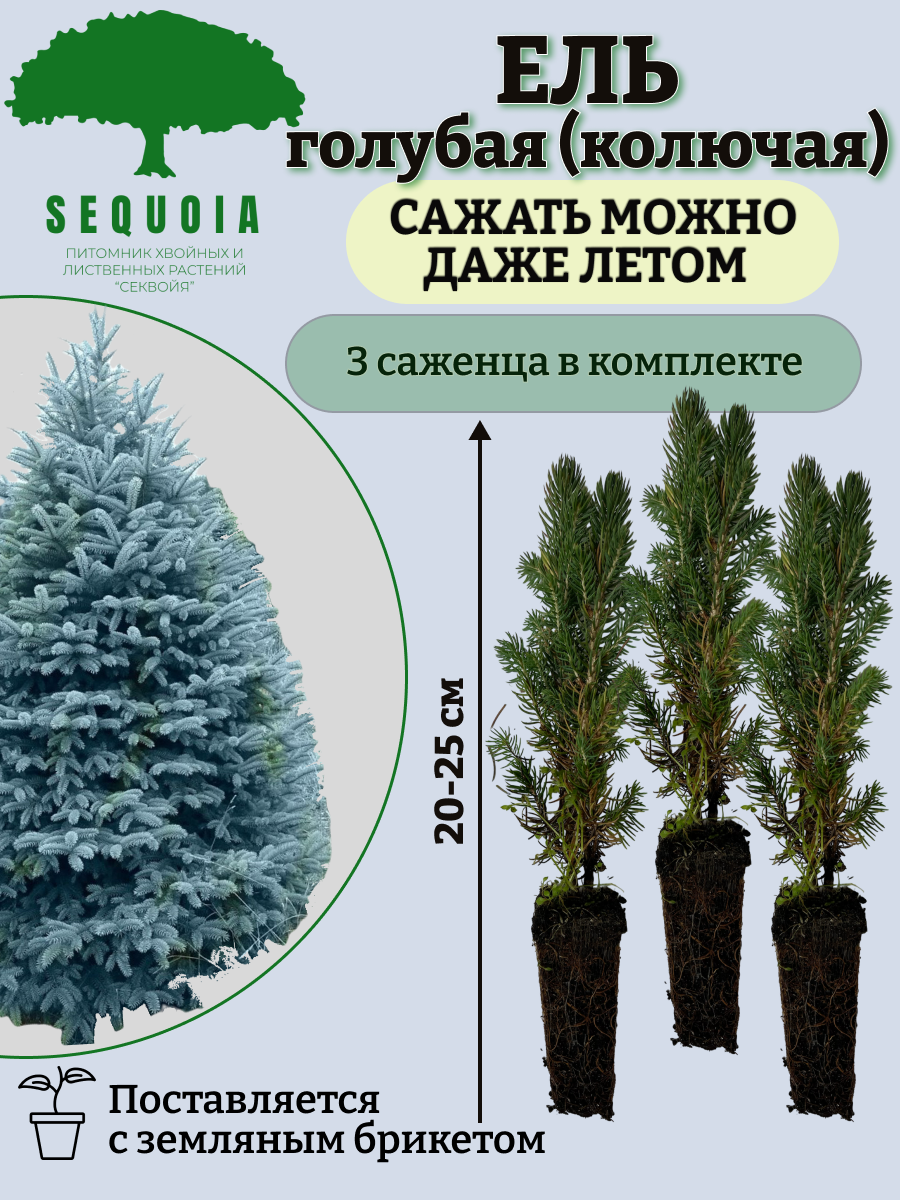 Саженцы деревьев - купить саженец дерева, цены на Мегамаркет
