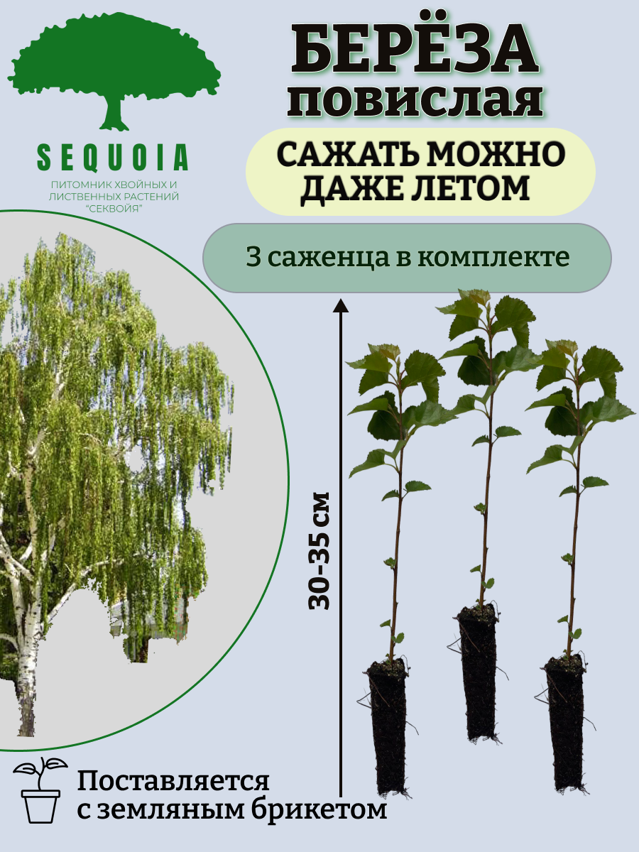 Саженцы Береза повислая Питомник Секвойя Б3, 3 штуки - купить в Москве,  цены на Мегамаркет | 600015637581