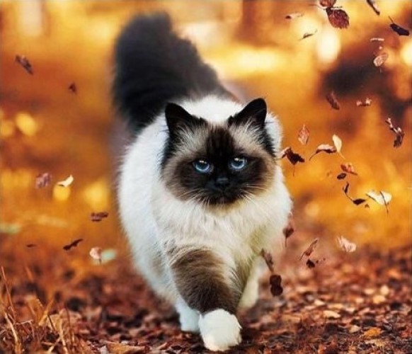 Скачать котик