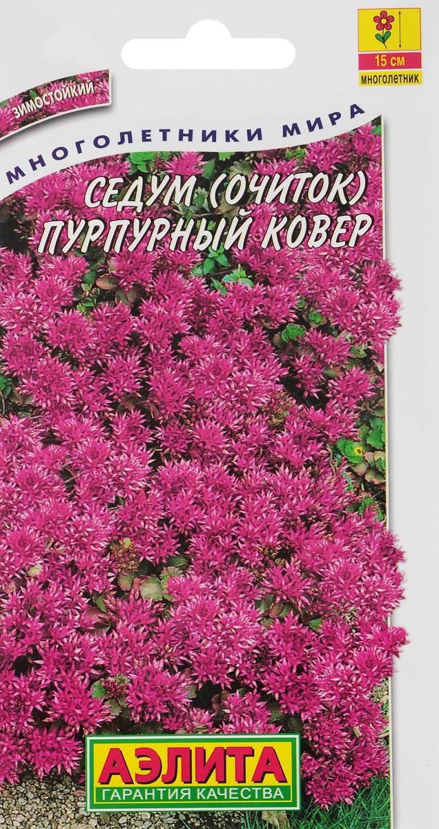 Очиток седум Пурпурный ковер описание сорта характеристики посадка и уход отзывы