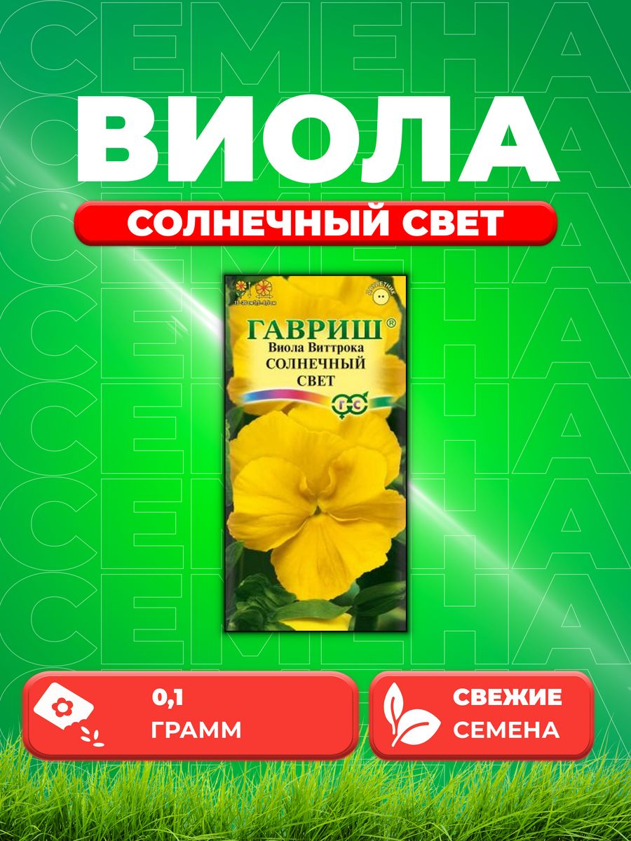 Виолла - солнечный день - 40 фото Виолла - солнечный день - 40 фото
