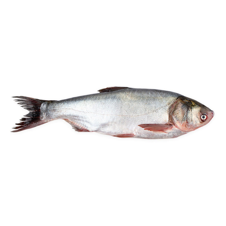 Толстолобик живой купить. Белый толстолобик. Толстолобик пестрый рыба. Толстолобик живой. Живая рыба толстолобик.
