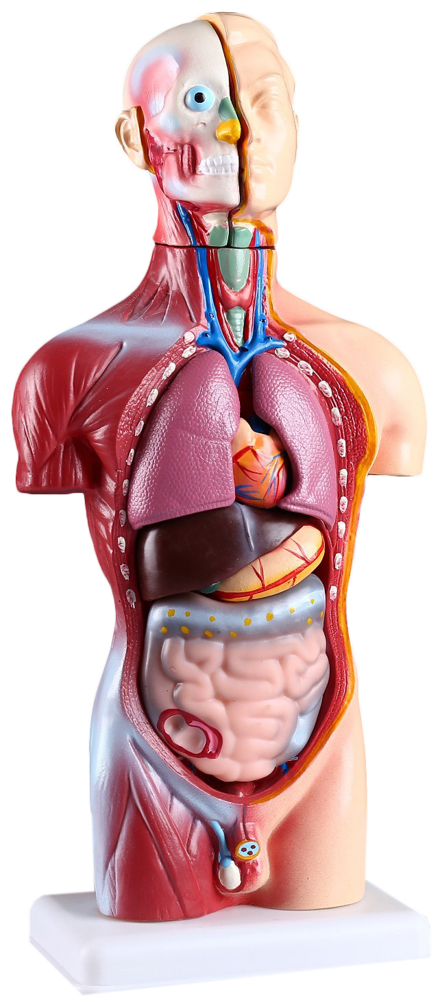 Купить макет Торс человека 42 см, цены на Мегамаркет | Артикул: 100032074055