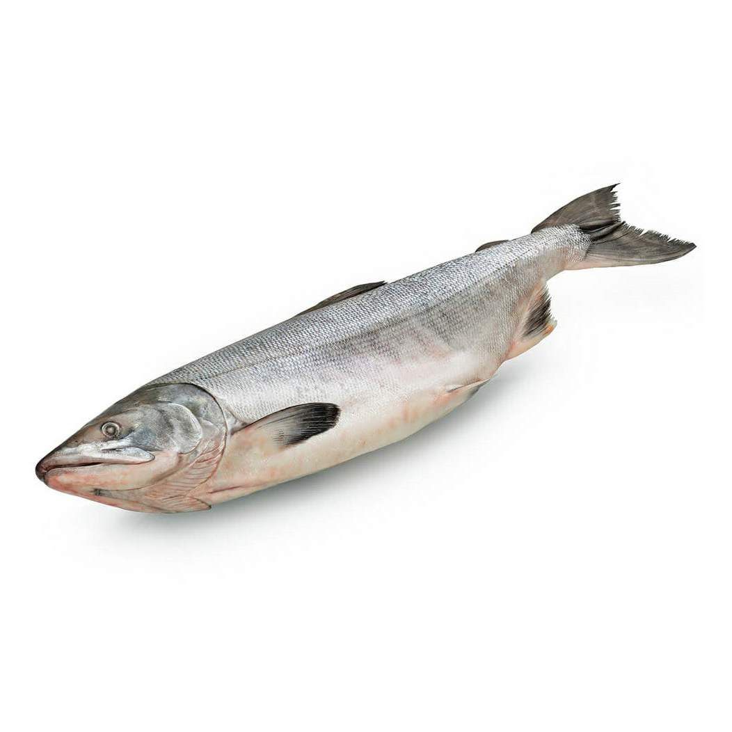 Горбуша тихоокеанская. Кета свежемороженая. Рыба горбуша свежемороженая. Горбуша сахалин. Горбуша свежемороженая непотрошеная.