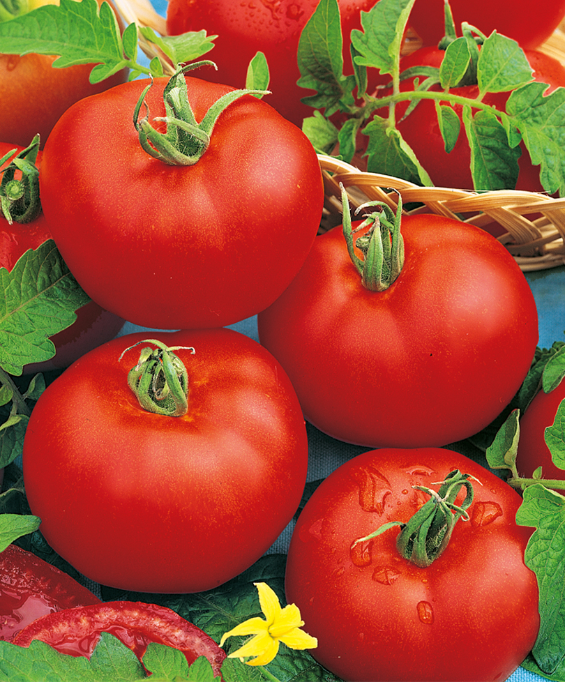Семена томат СеДеК Хан F1 24764 1 уп. - отзывы покупателей на Мегамаркет