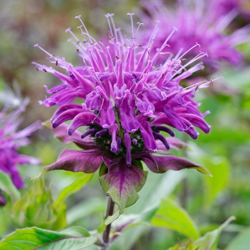 Бергамот или монарда одно и тоже. Монарда (monarda). Дикий бергамот монарда. Фиточай монарда. Бергамот или монарда одно и тоже.