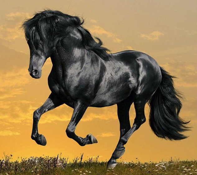 Купить картина по номерам , Животные: Чёрный конь, 40х50см, цены на  Мегамаркет | Артикул: 600003102927