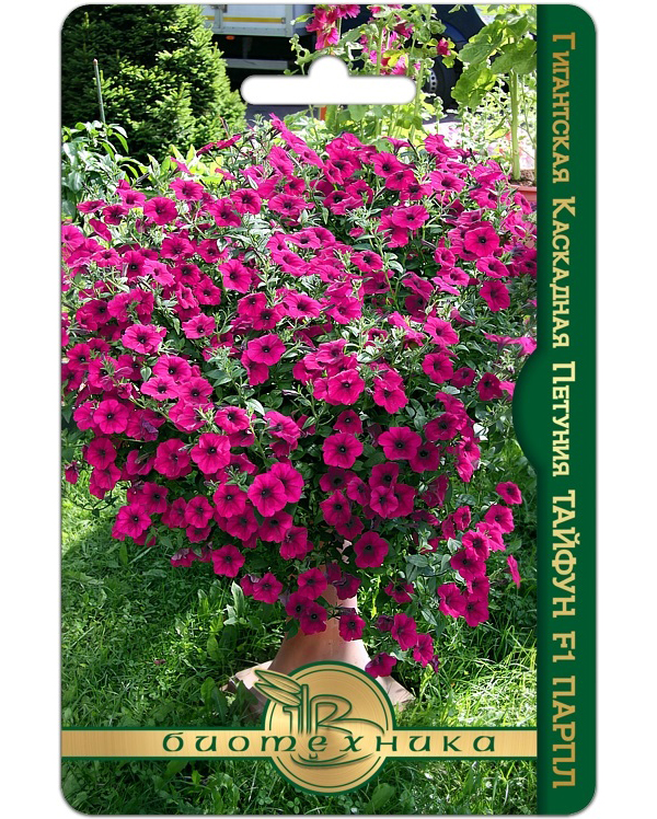 Аналог петунии. Петуния рей пурпл вейн. Аналог петунии. Калибрахоа калита. Петуния калибрахоа.