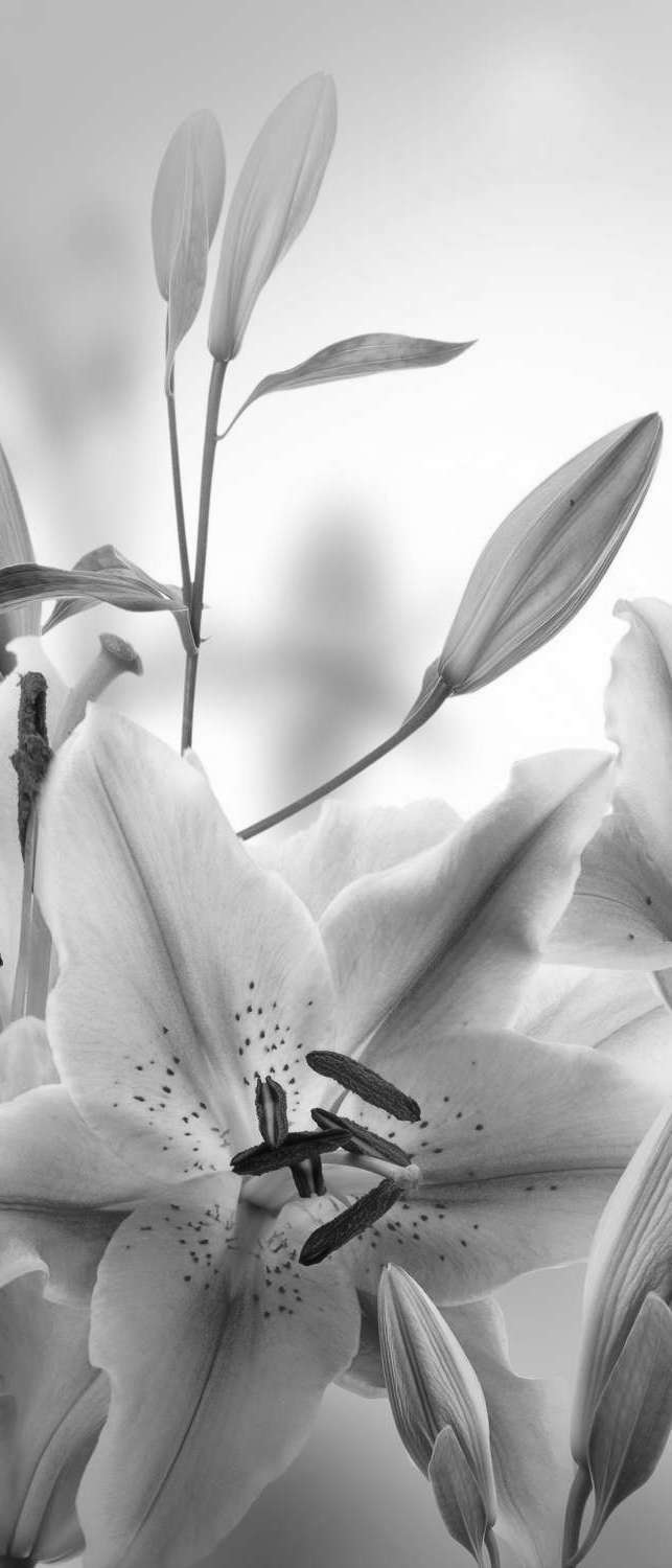 Лилия: посадка и уход в открытом грунте, виды и сорта лилии, фото