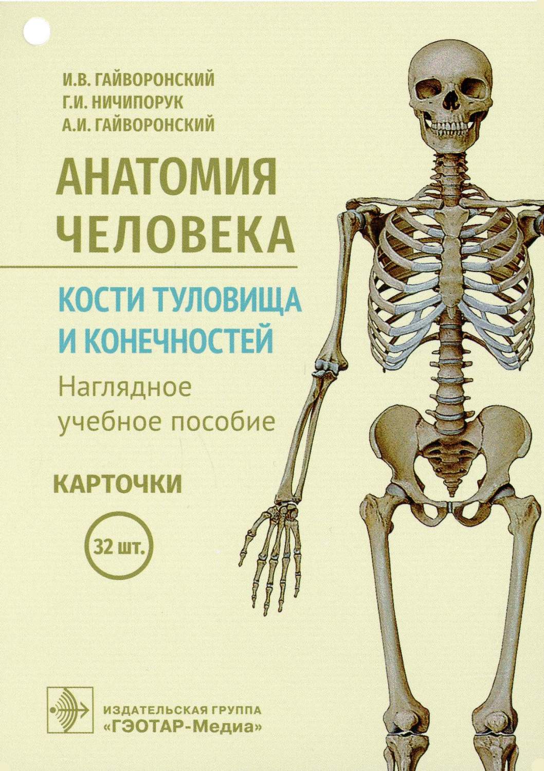 Анатомия человека. Кости туловища и конечностей - купить здравоохранения,  медицины в интернет-магазинах, цены на Мегамаркет | 7082