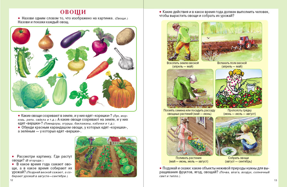 Где растут овощи и фрукты картинки для детей