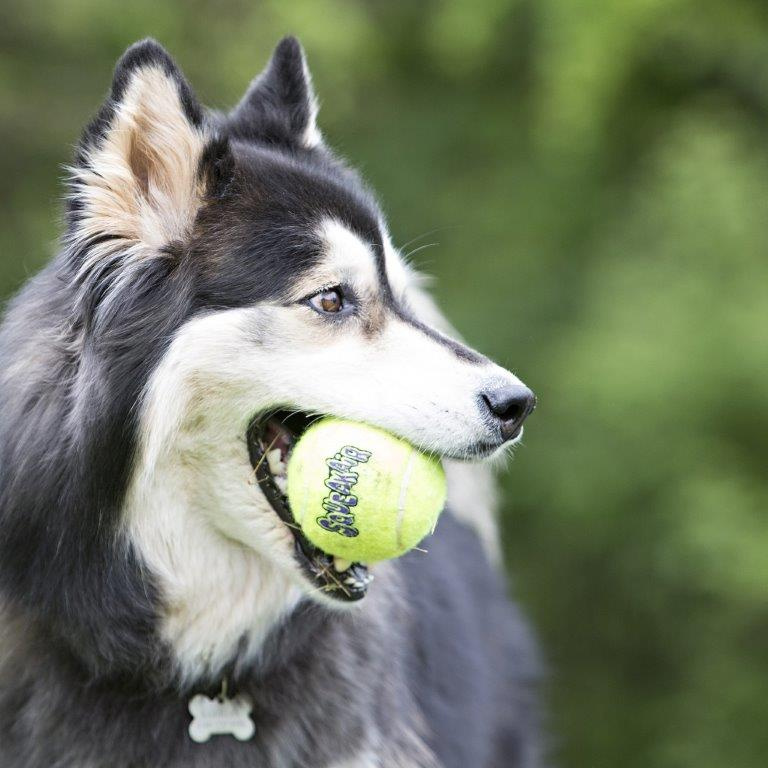 Апорт для собак KONG Air Теннисный мяч, средний, зеленый, диаметр 6 см