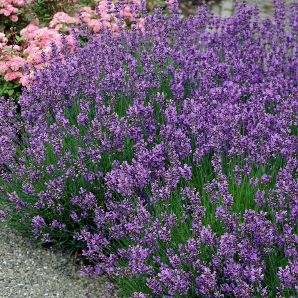 Lavandula angustifolia. Лаванда узколистная Munstead. Лаванда узколистная Манстед "Munstead". Лаванда узколистная rosea. Лаванда узколистная (Lavandula angustifolia).