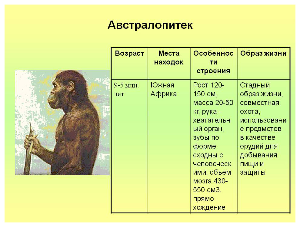 Предок человека называется. Этапы эволюции человека таблица дриопитек. Австралопитеки гоминид. Образ жизни австралопитеков таблица. Австралопитек характеристика таблица.