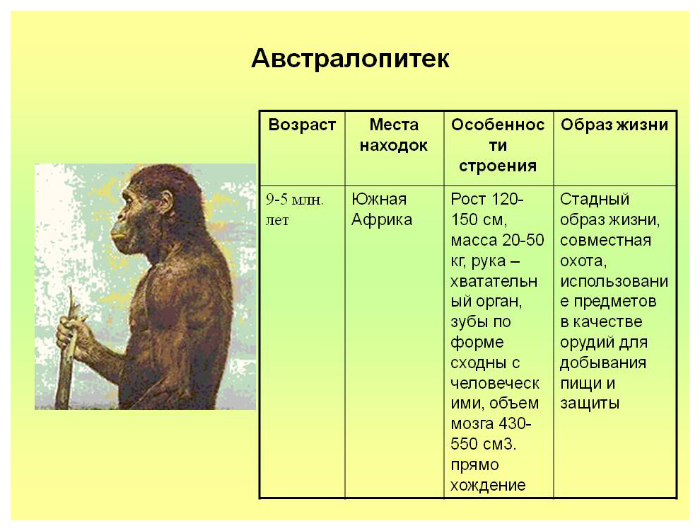 Какие особенности строения и образа жизни. Этапы эволюции человека таблица дриопитек. Образ жизни австралопитеков таблица. Австралопитеки архантропы. Австралопитек характеристика таблица.