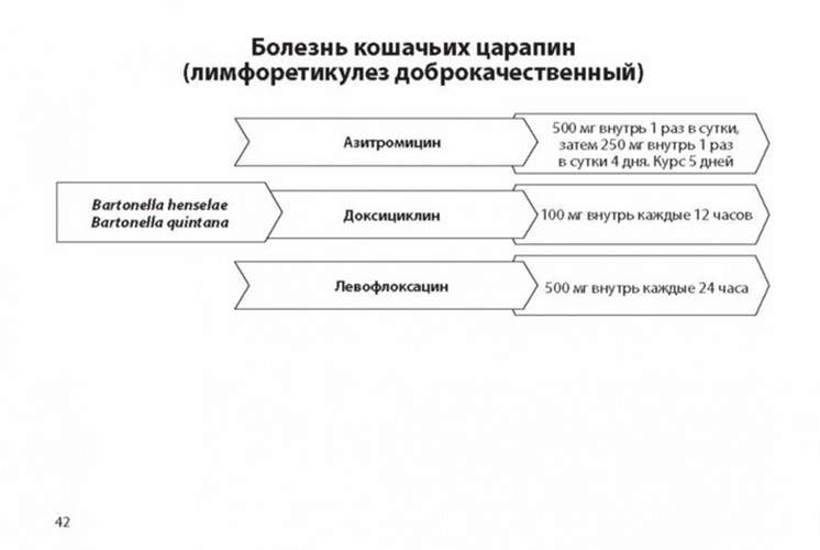 О чем молчит печень. Как уловить сигналы самого крупного внутреннего органа, кот