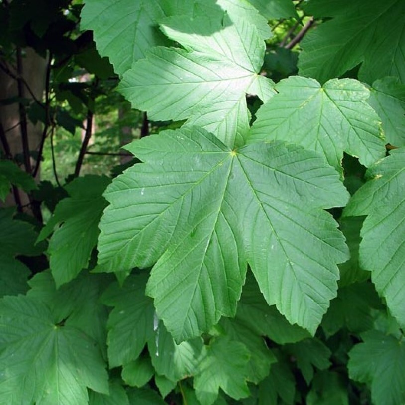 Белый клен. Клен Ложноплатановый Явор. Клен Ложноплатановый (Acer pseudoplatanus). Клён белый, Ложноплатановый, Явор. Клён белый (Acer pseudoplatanus.