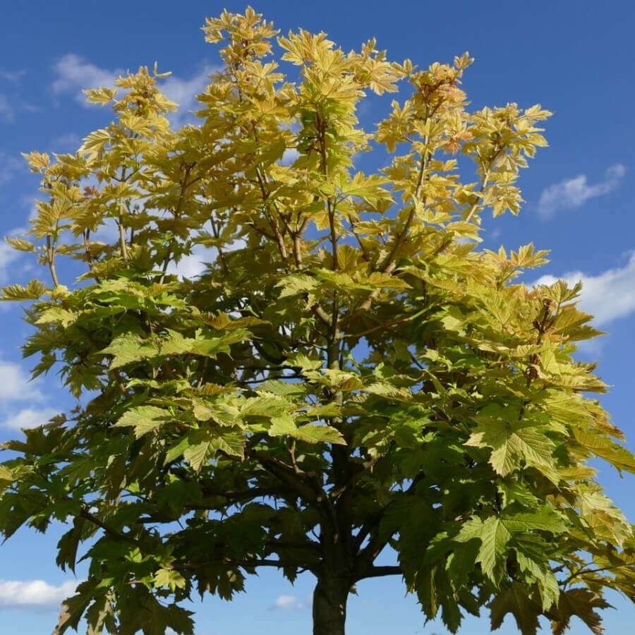 Дерево клен. Клен Ложноплатановый Явор. Клен Acer pseudoplatanus (Явор). Клён белый, Ложноплатановый, Явор. Клен Ложноплатановый (Явор) -Acer pseudoplatanus.