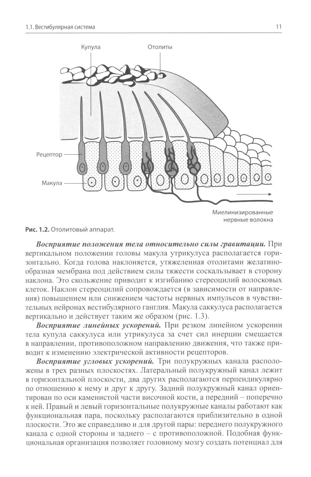 Возбуждение рецепторов отолитового аппарата увеличивает. Отолитового аппарата. Рецепторы отолитового аппарата. Стереоцилии строение. Возбуждение рецепторов отолитового аппарата увеличивает.