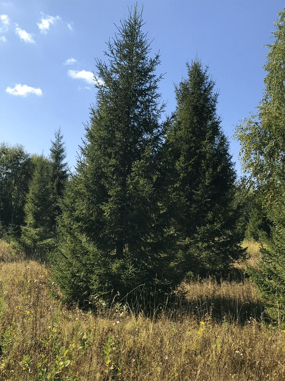 До ели. Ель Сибирская Picea obovata. Ель обыкновенная крупномер. Елки 4. Елки 6