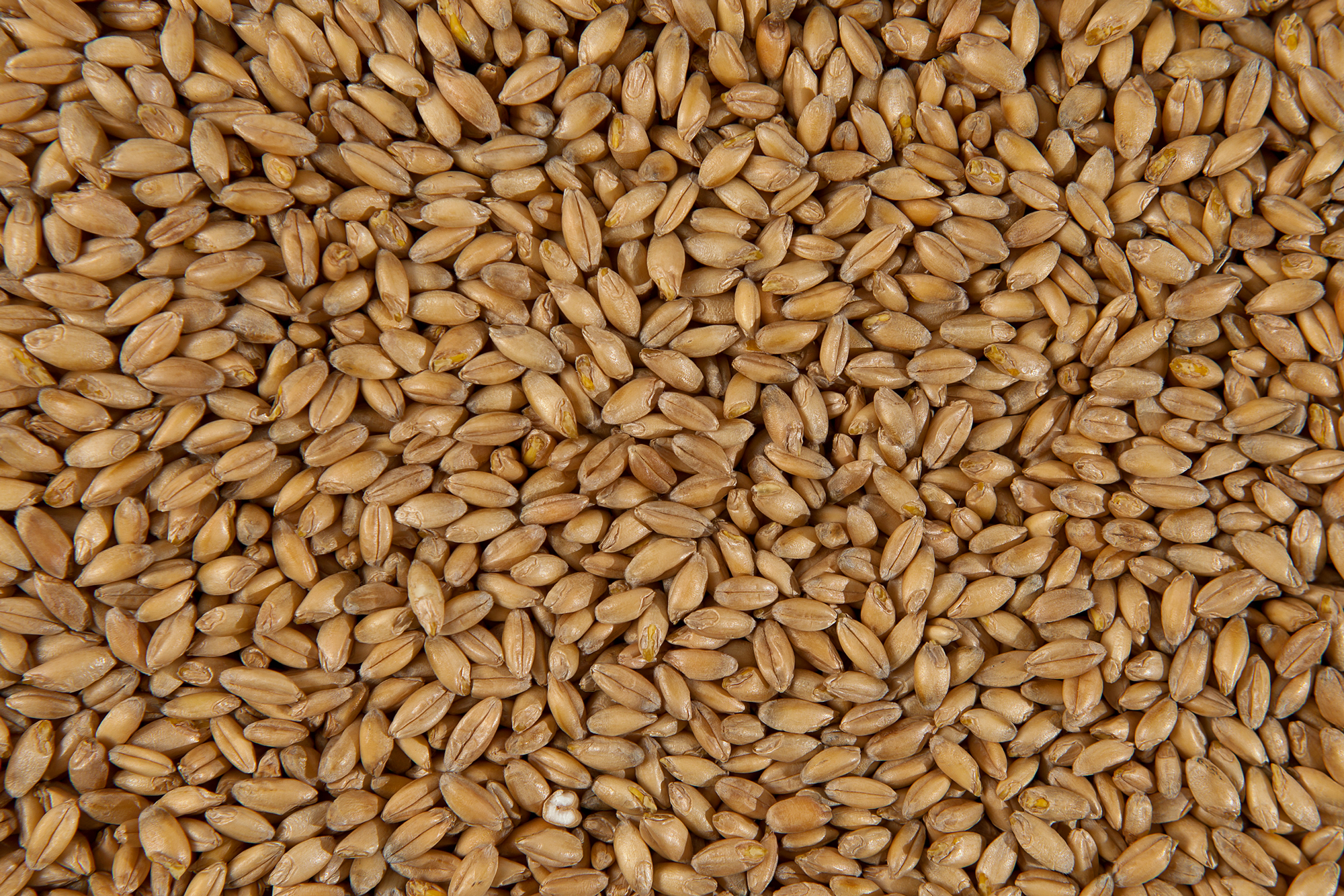 Пшеница полба голозерная Черный хлеб на пищевые цели 5 кг