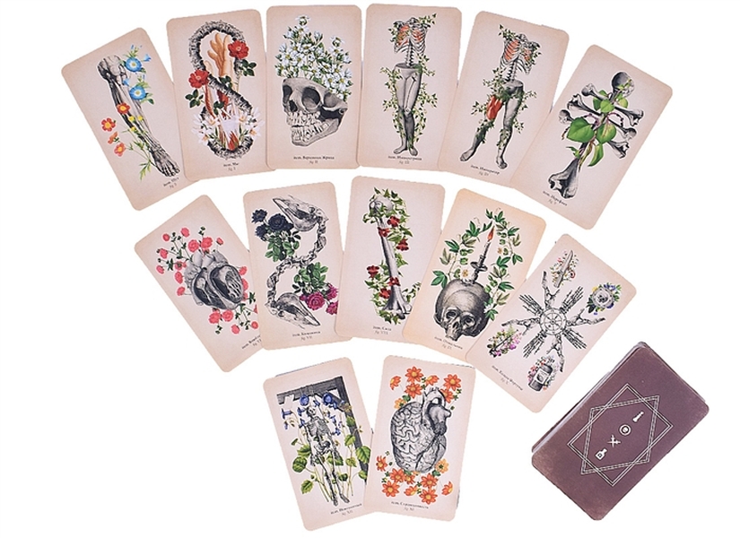 Клэр таро. Antique Anatomy Tarot галерея. Таро античной анатомии Клэр Гудчайлд. Antique Anatomy Tarot. Таро античной анатомии. Таро античной анатомии галерея.