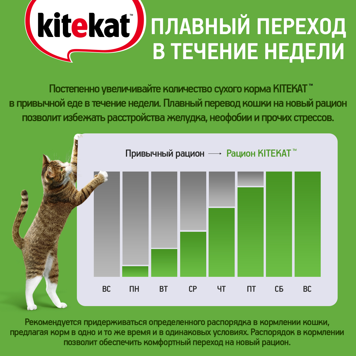 Влажный корм для кошек Kitekat с кроликом, 85 г - отзывы покупателей на  маркетплейсе Мегамаркет | Артикул товара:100032809583