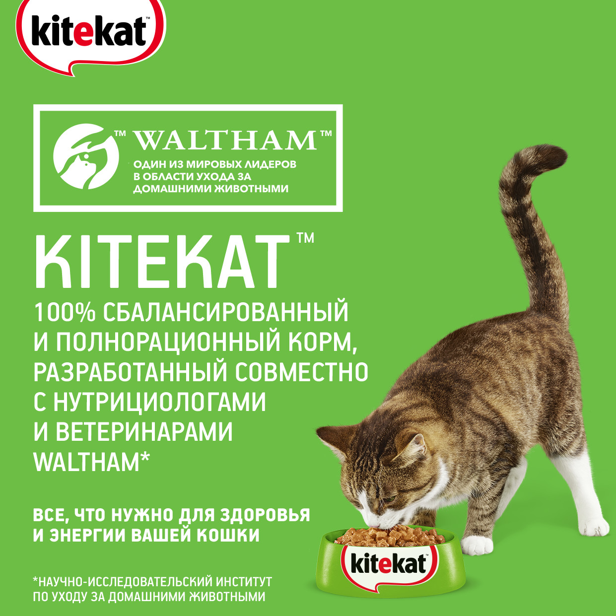 Влажный корм для кошек Kitekat с кроликом, 85 г - отзывы покупателей на  маркетплейсе Мегамаркет | Артикул товара:100032809583