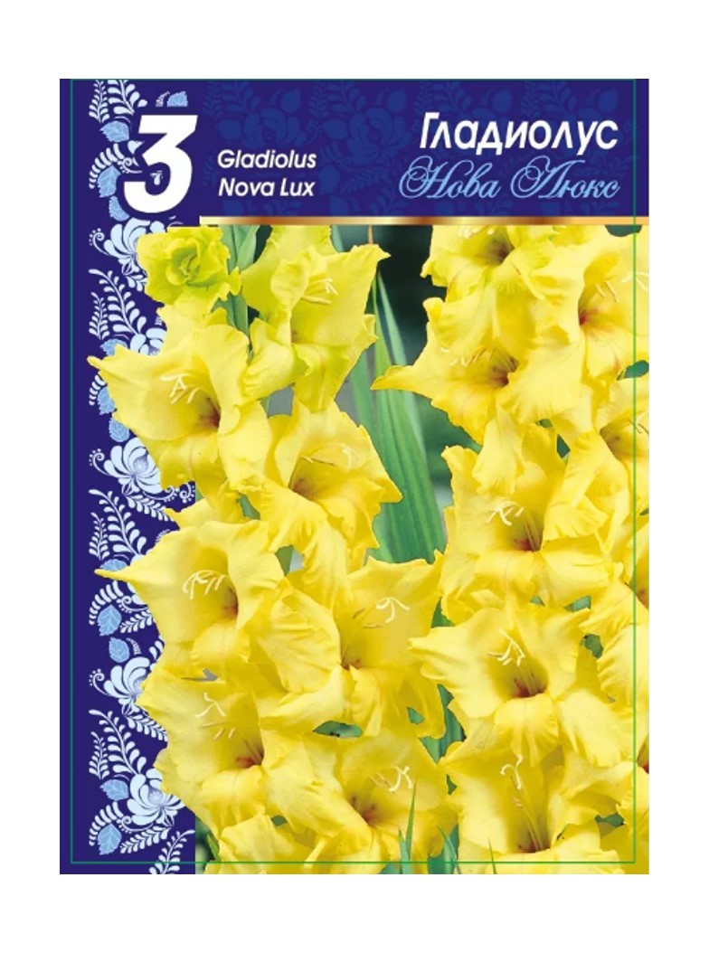 Neva lux гладиолус. Гладиолус йеллоу стар. Гладиолус нова люкс. Гладиолус нова люкс. Гладиолус йеллоу.