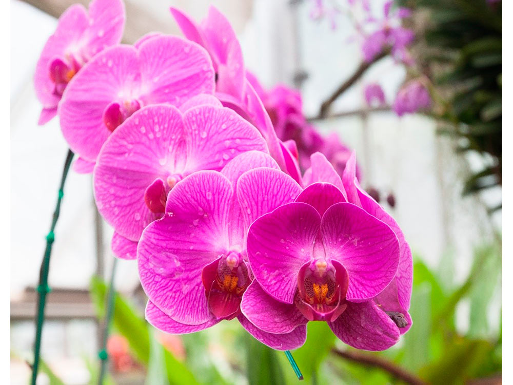 Орхидея купить в оренбурге. Орхидея 4050. Бабочки на орхидеях картина по номерам. Орхидея купить в Ташкенте.