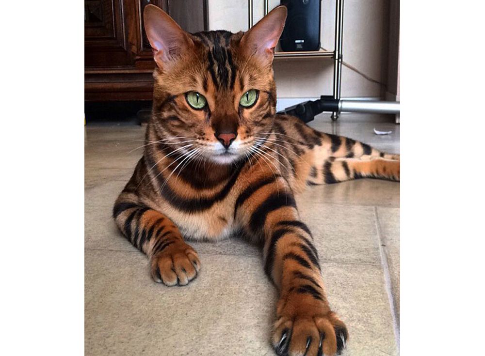 Купить бенгальскую кошку