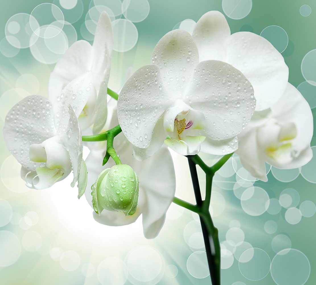 Фотообои Divino Decor Веточка орхидеи 300х270