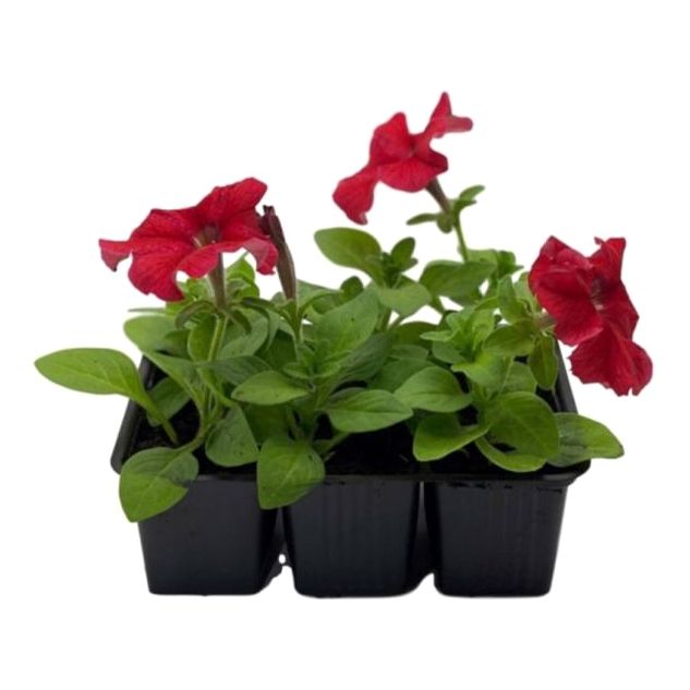 Петуния в кассетах 6 шт. Оби рассада цветочная. Петуния рассада в оби. Петуния ингрид. Петуния красная *6шт.