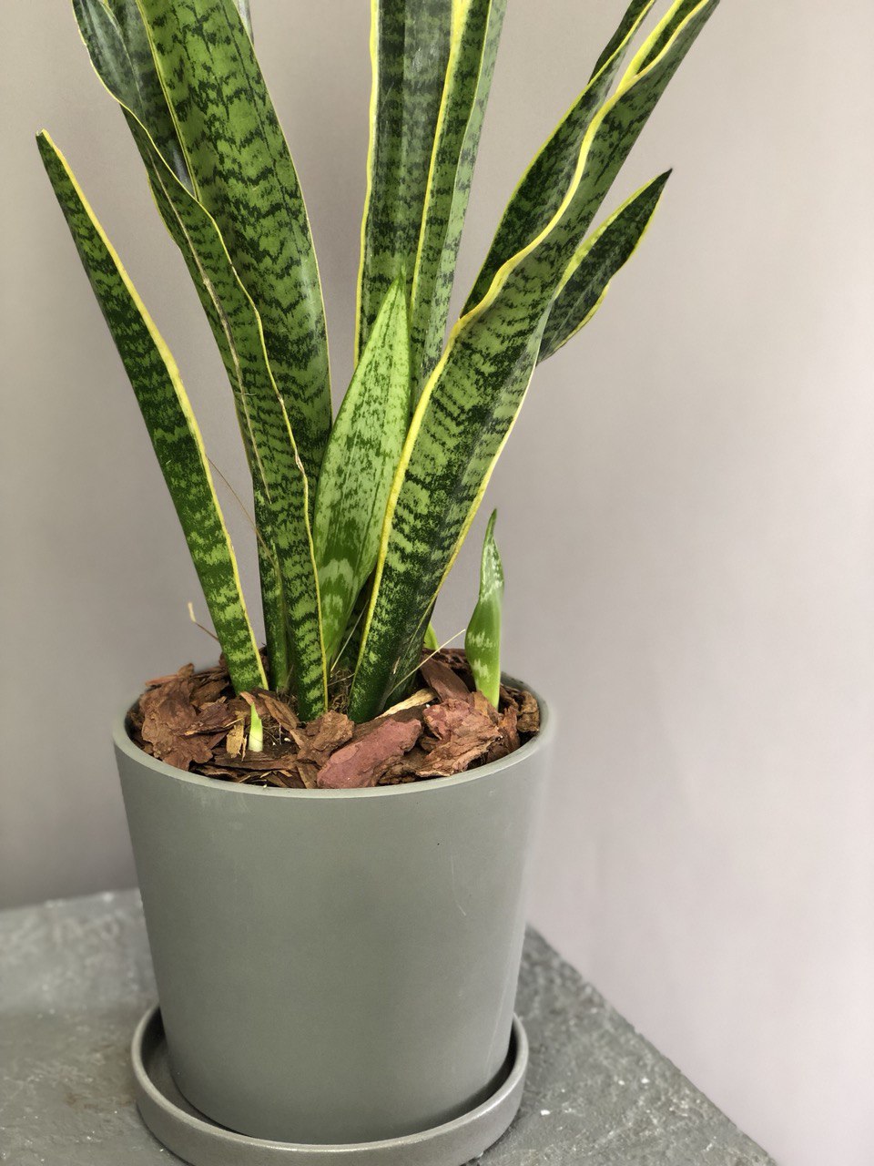 Сансевьера хорошо очищает воздух в квартире