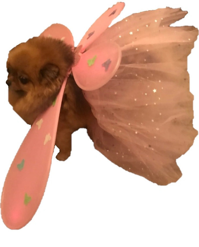 Костюм карнавальный для собак Маленькая Фея два предмета (юбка+крылья) LED светящийся
