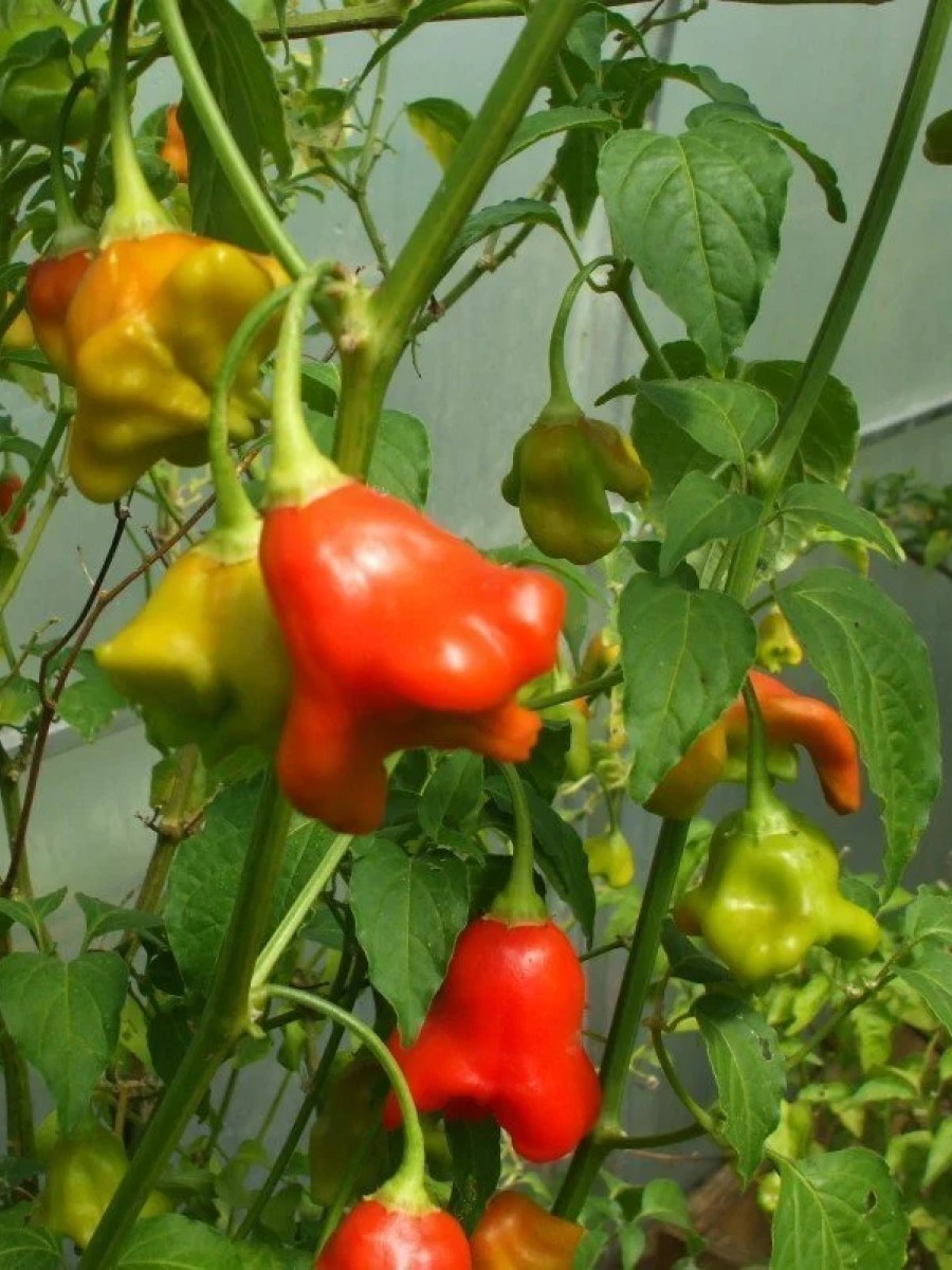 Пикантный колокольчик перец острый. Перец колокольчиком как называется. Перец острый f1 пикантный колокольчик. Перец острый f1 пикантный колокольчик. Острый перец сорт визирь.