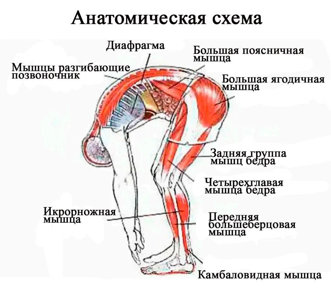 Мини-тренажер Горка для растяжки спины, ног, икроножных мышц, ахиллесово  сухожилия, стоп - купить в Москве, цены на Мегамаркет | 600014986660