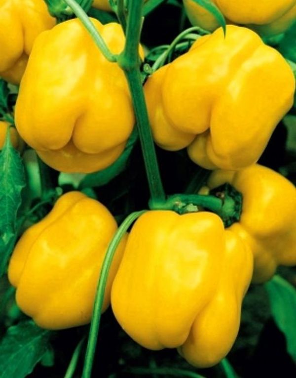 Перец сладкий радуга уральский дачник. Перец японский гигант. Перец лайлак белл характеристика. Перец семена коллекционные. Перец изюминка.