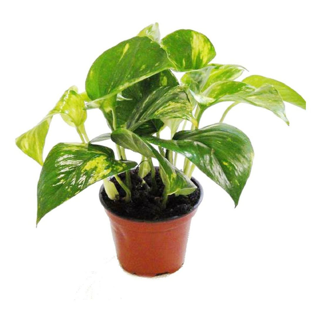 Горкунов комнатные растения каталог. Горкунов флористический центр. Джункус. Кротон петра. Ситник (juncus).