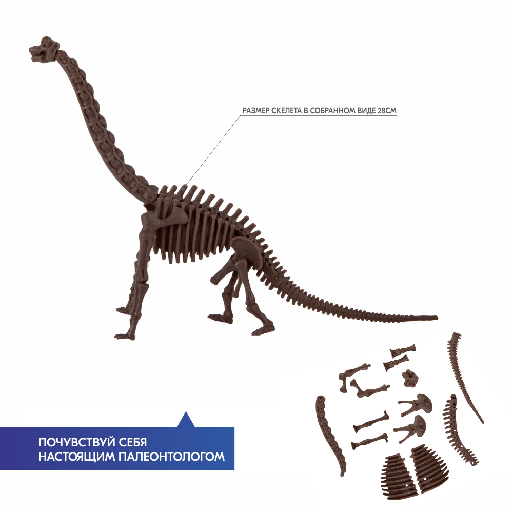 Купить набор для исследования 4M Скелет Брахиозавра, цены на Мегамаркет |  Артикул: 100002124281