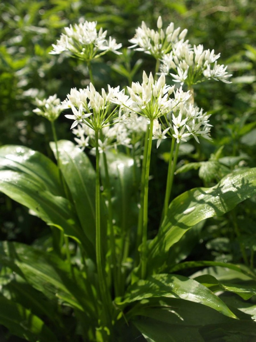 Черемша. Черемша (Медвежий лук). Allium ursinum черемша. Черемша (Allium victorialis).